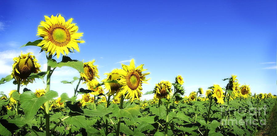 Colorado Sunflowers Photograph by Jim  Calarese