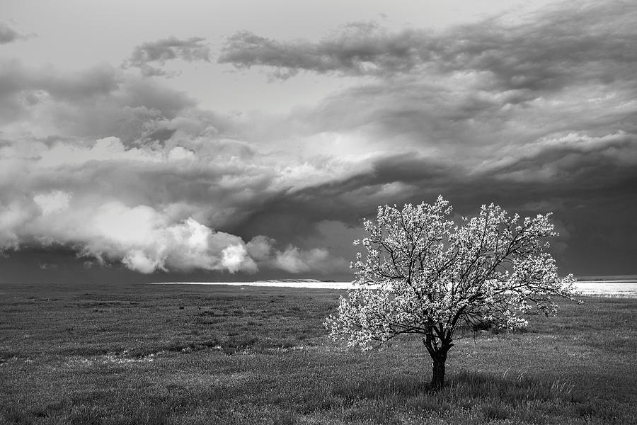 Tree Photograph - Colorado Supercell BW by Dave Crowl