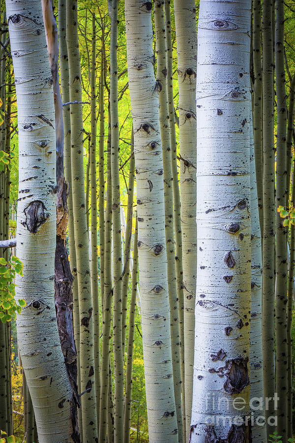 Colorado Trunks Photograph by Inge Johnsson