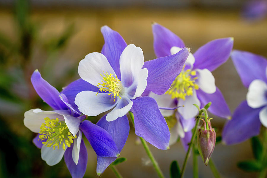 Colorado Wildflower Blue Columbines Photograph by Teri Virbickis