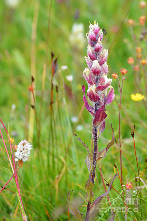 Colorado Wildflower by Kate Avery Colorado Wildflower by Kate Avery
