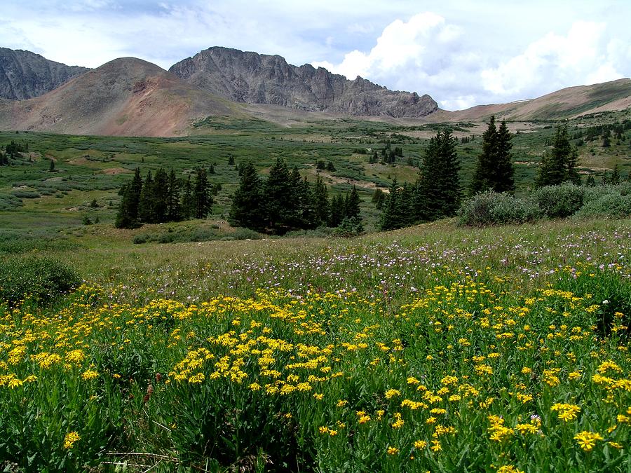Colorado Wildflower Spectrum Photograph by Carol Milisen