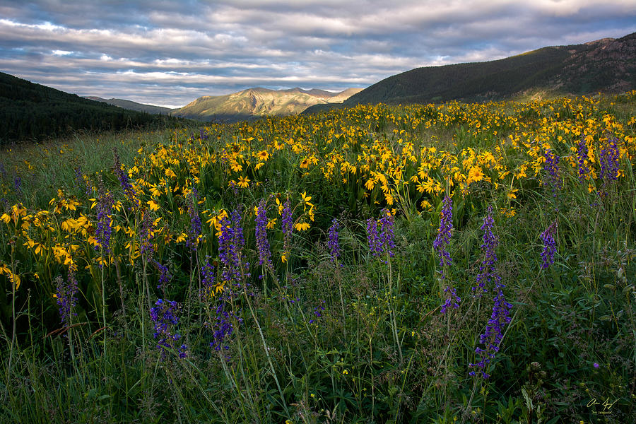 Colorado Wildflower Sunrise Photograph by Aaron Spong
