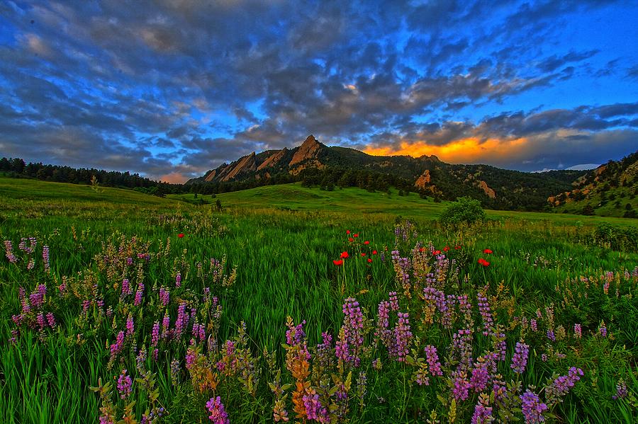 Colorado wildflower sunrise Photograph by Scott Mahon