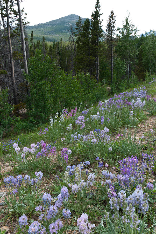Colorado Wildflowers and Mountain Photograph by Cascade Colors