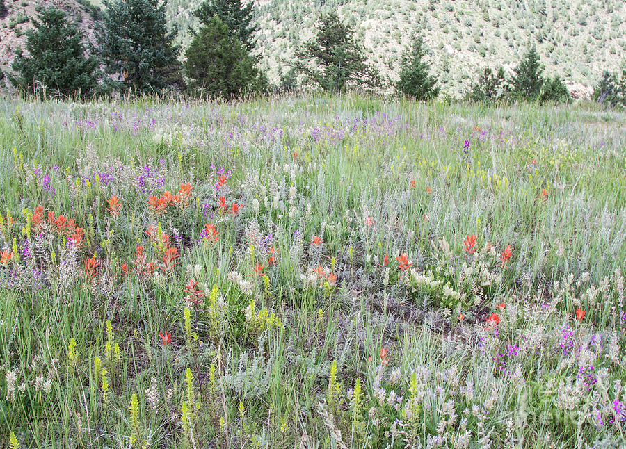 Colorado Wildflowers Photograph by Chris Scroggins