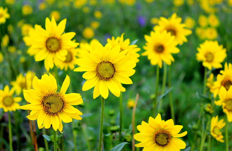 Colorado Wildflowers Photograph by Fiona Kennard