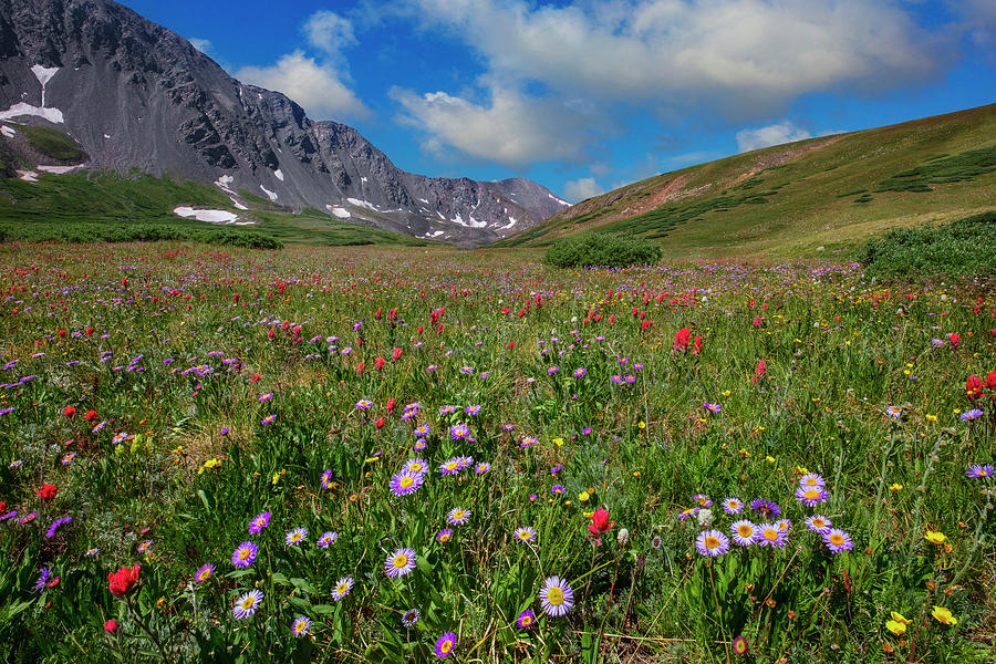 Colorado Wildflowers In Stevens Gulch 1 Photograph