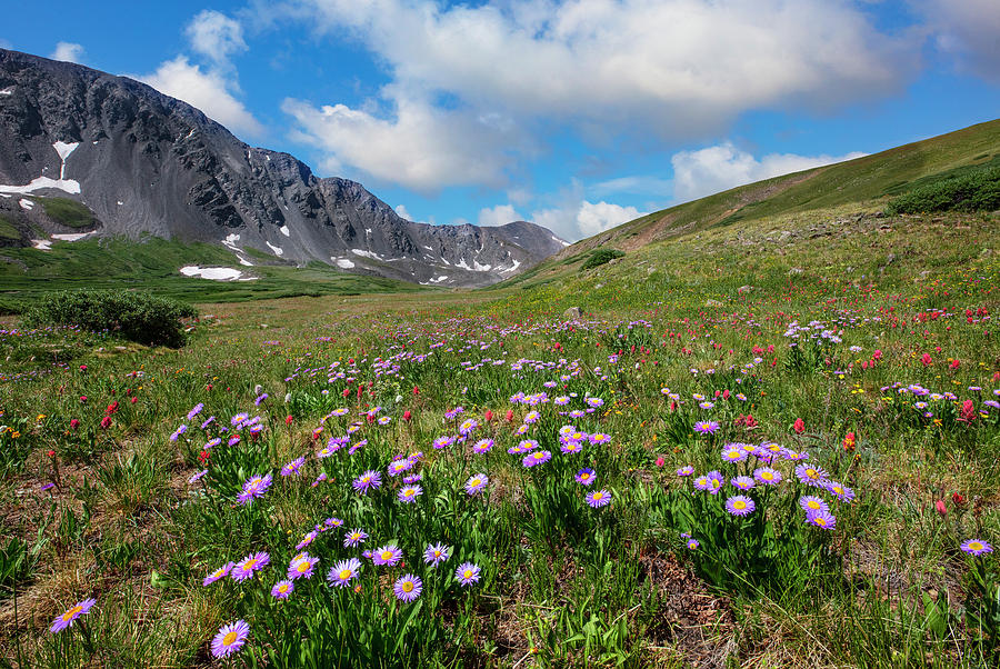 Colorado Wildflowers In Stevens Gulch 2 Photograph