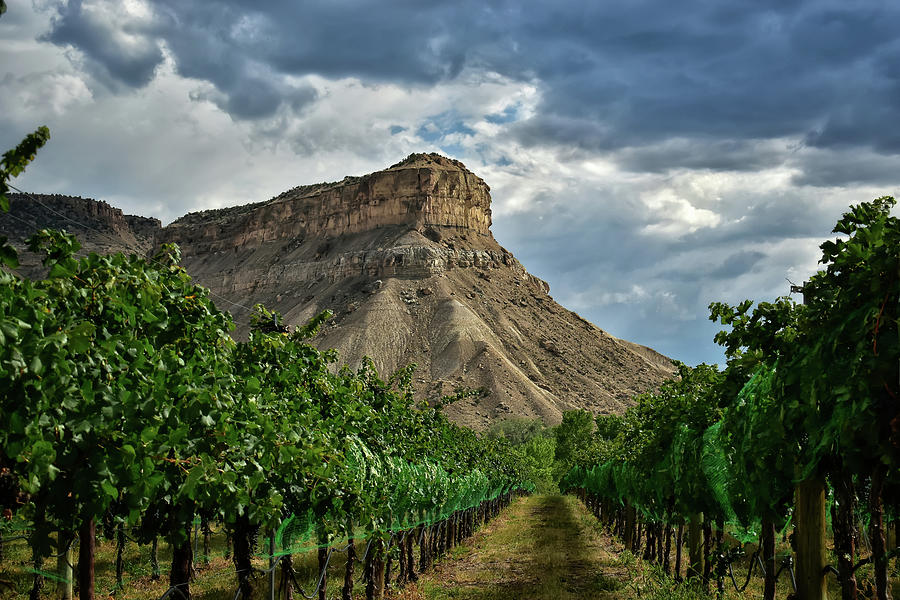 wines of colorado