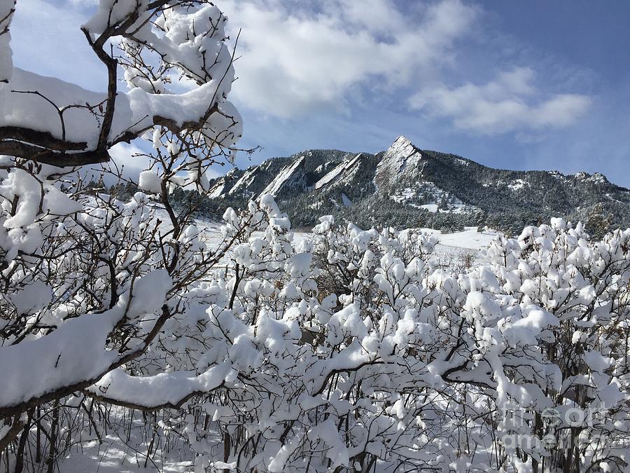 Colorado winter beauty  Photograph by R Mahlouji 