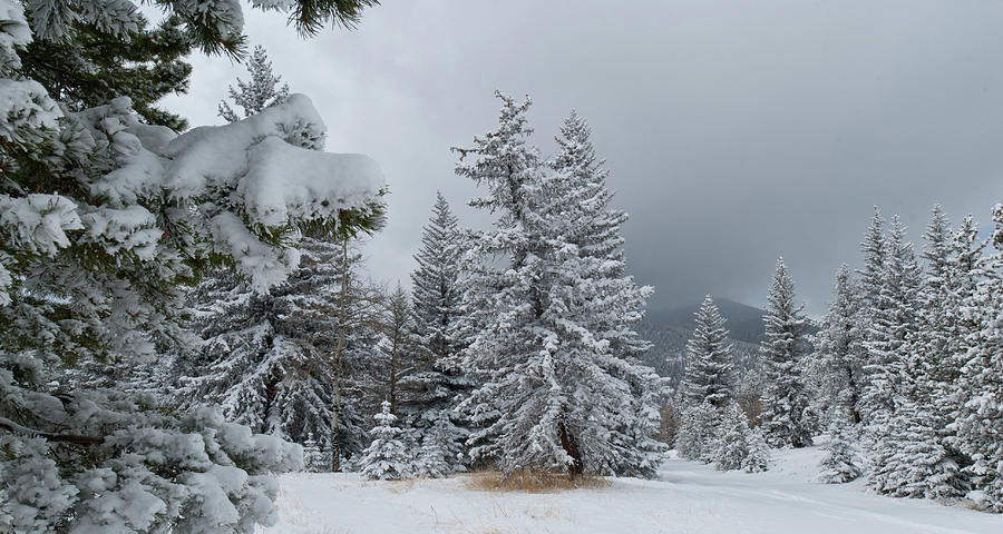 Colorado Winter Pine Panorama Photograph by Cascade Colors