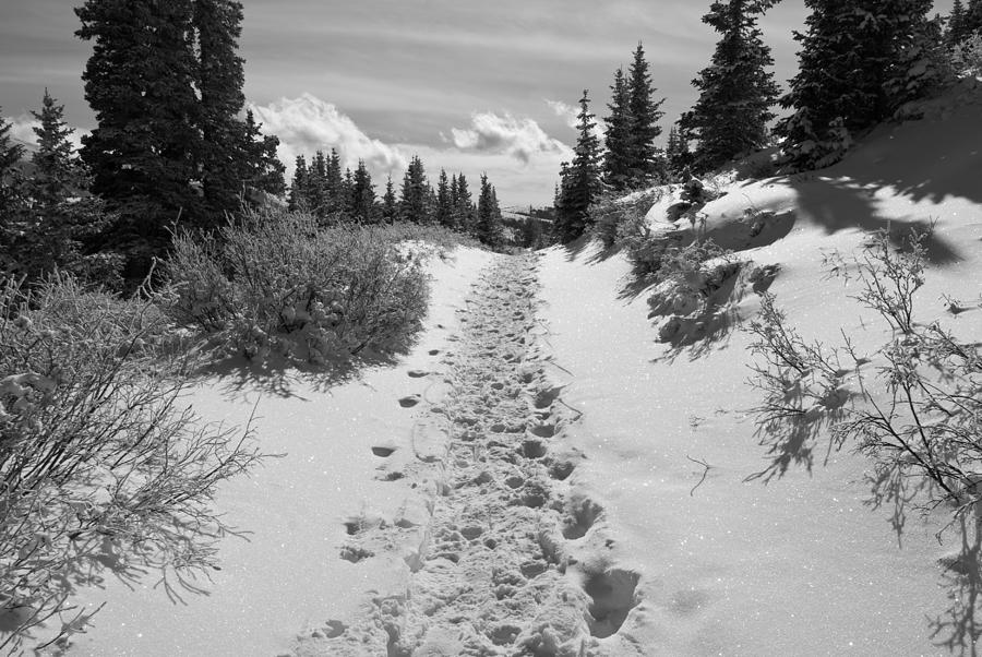 Colorado Winter Ski and Snowshoe Trail Photograph by Cascade Colors