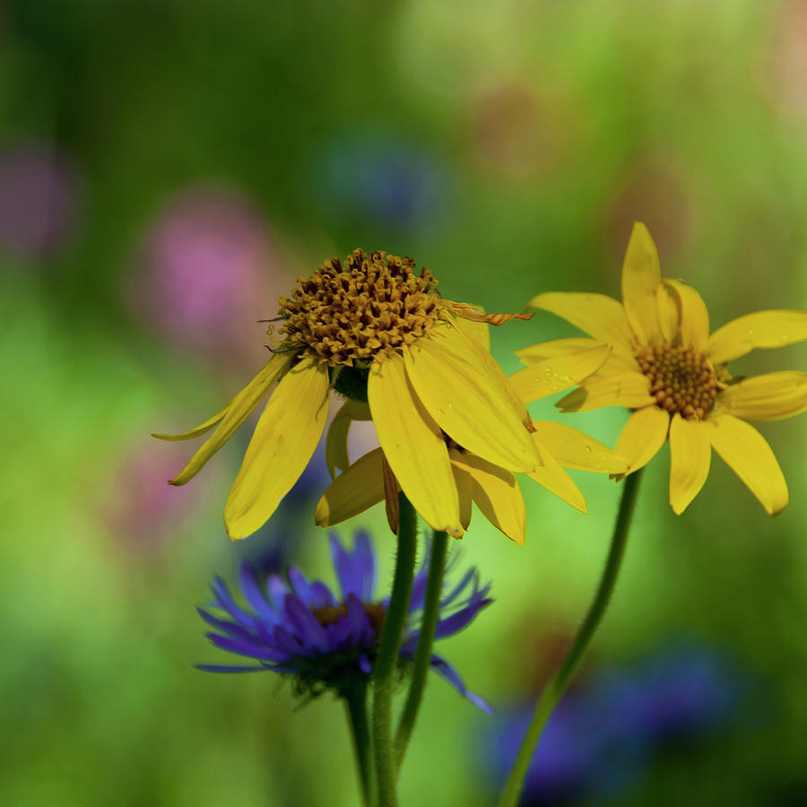 Colorado Yellow Wildflower with Colorful Bokeh Photograph by Cascade Colors