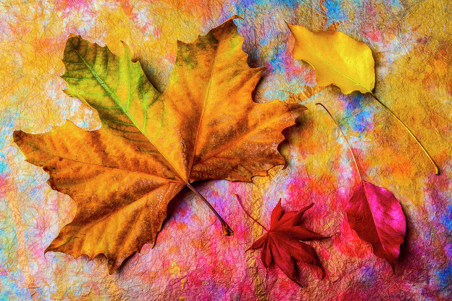 Colored Autumn Leaf Still Life Photograph by Garry Gay