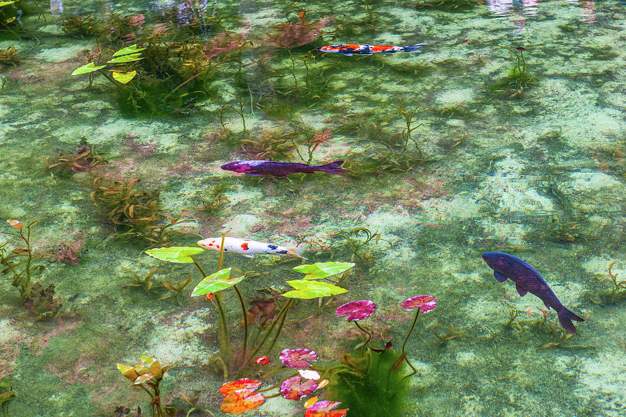 Colored Carp at Monets pond Photograph by Hisao Mogi