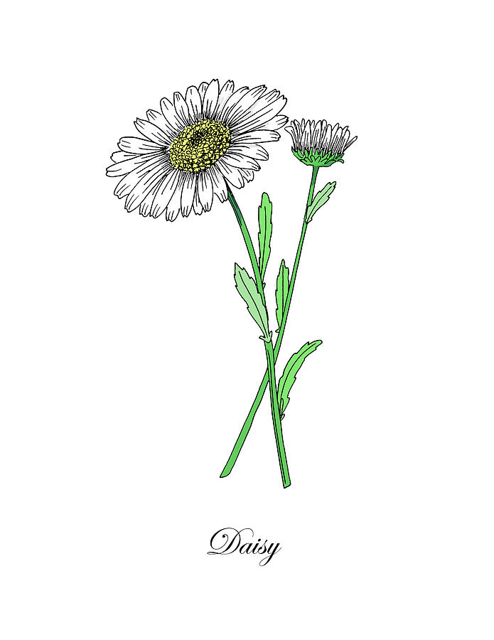 Colored Daisy. Botanical Painting by Masha Batkova