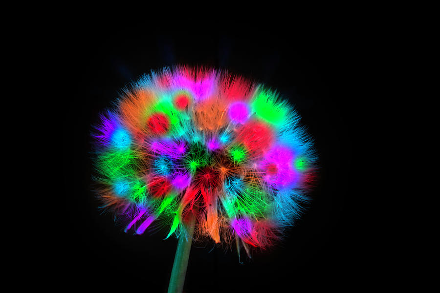 Colored Dandelion Photograph by Wolfgang Stocker