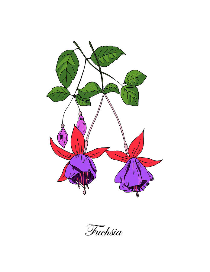 Colored Fuchsia. Botanical Mixed Media by Masha Batkova