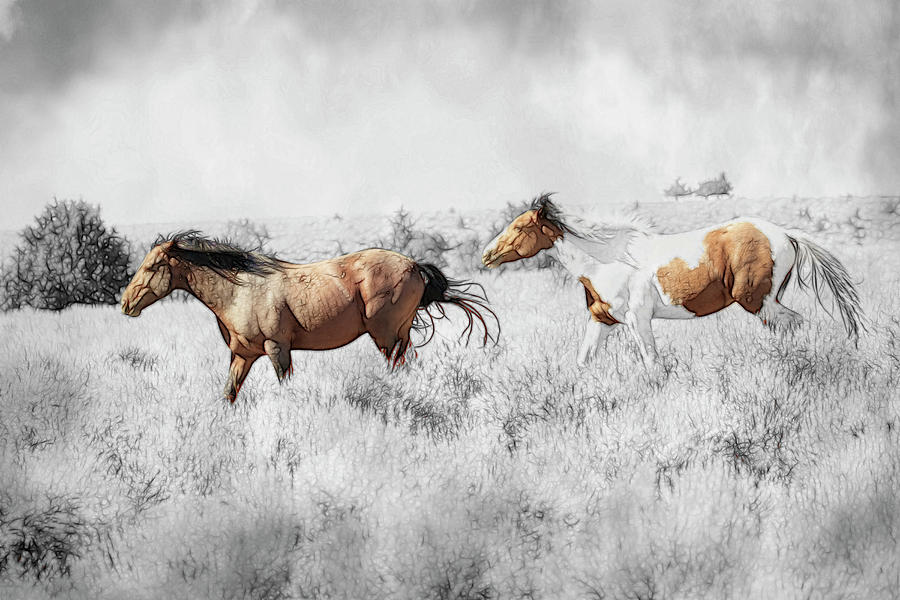 Colored Horses Photograph by Steve McKinzie