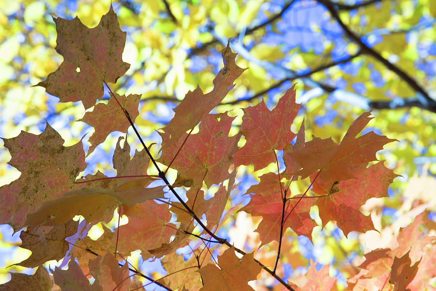 Colored Leaves Photograph by David Stasiak - Fine Art America