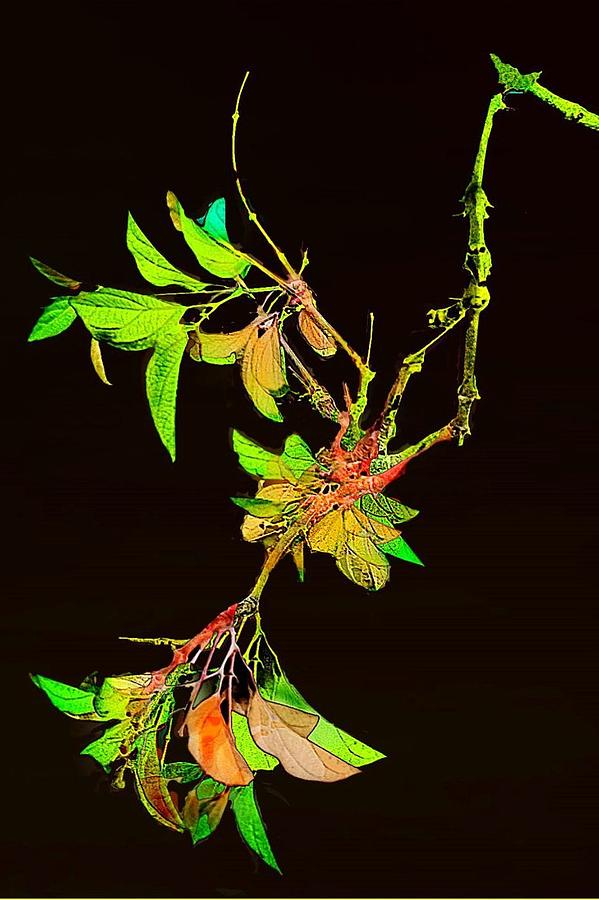 Branch Photograph - Colored Leaves by Lynn Andrews