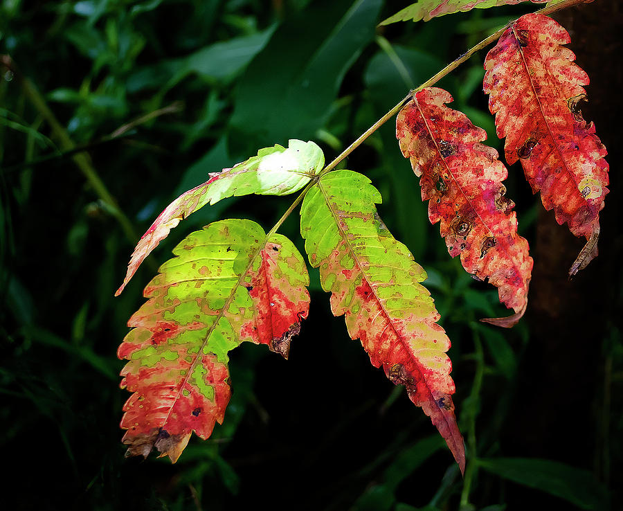 Colored Leaves Photograph by Rick Mosher