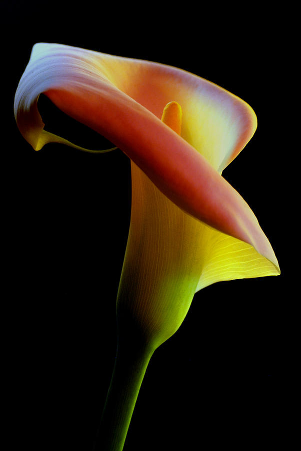Colored Light Painted Calla Lily Photograph by Dung Ma