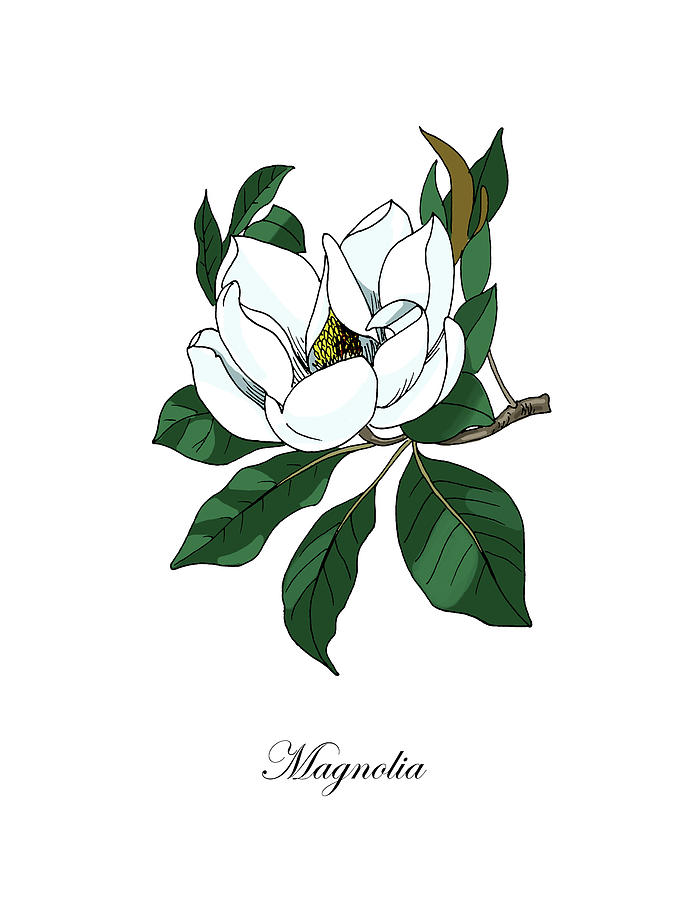 Colored Magnolia. Botanical Mixed Media by Masha Batkova