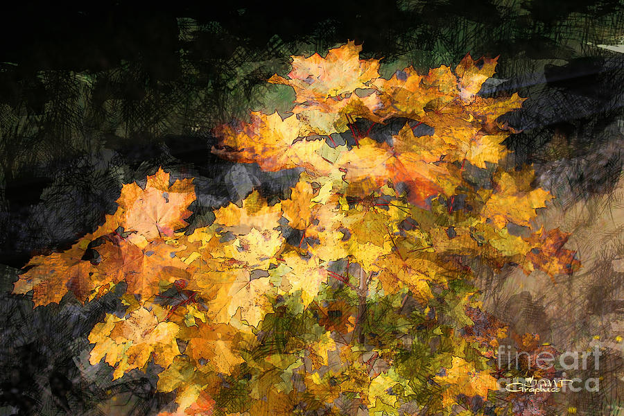 Fall Photograph - Colored Maple Leaves by Jutta Maria Pusl