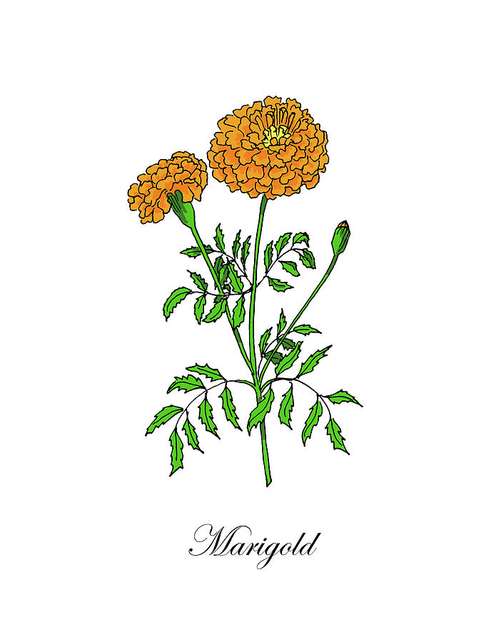 Colored Marigold. Botanical Mixed Media by Masha Batkova
