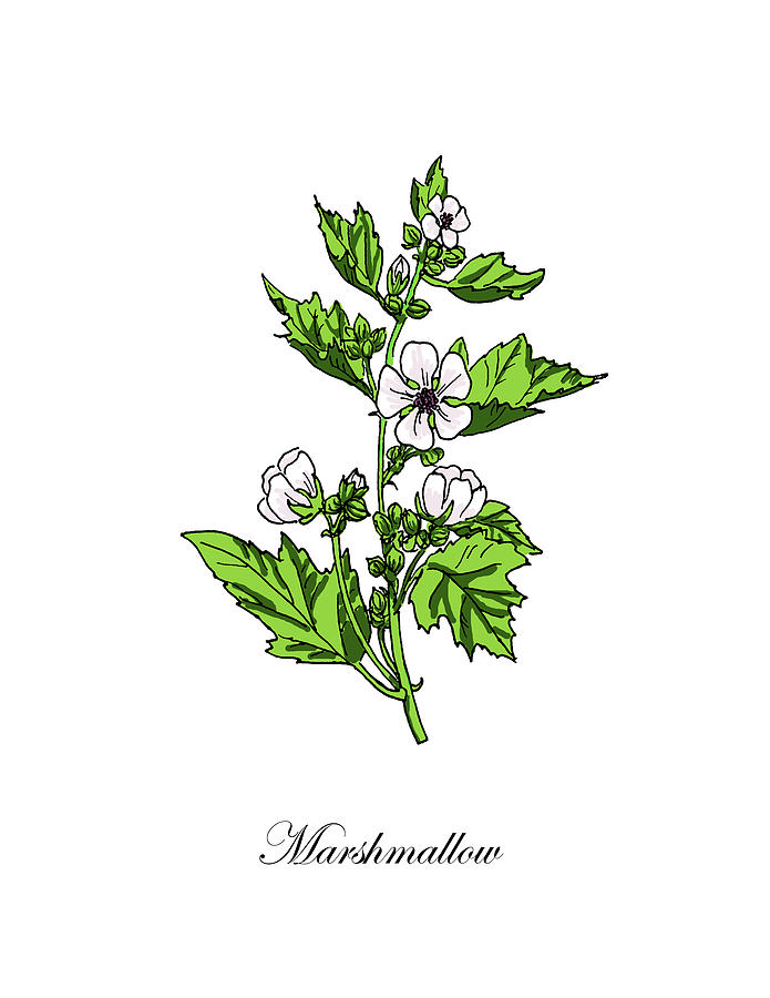 Colored Marshmallow Plant Botanical Mixed Media By Masha