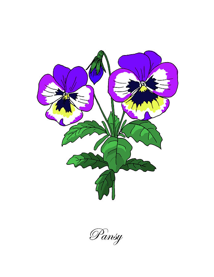 Colored Pansy. Botanical Mixed Media by Masha Batkova