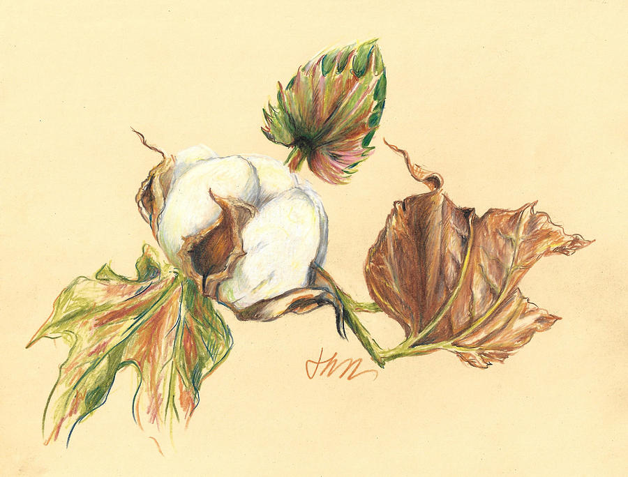 Colored Pencil Cotton Plant Drawing by Jacki Kellum