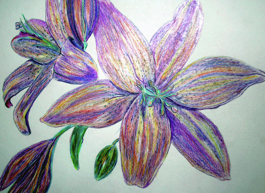 Colored Pencil Flowers Drawing by Lisa Stanley