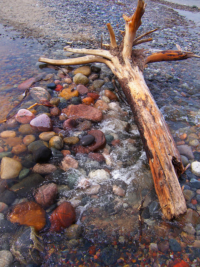 Colored Rocks and Driftwood Photograph by David T Wilkinson