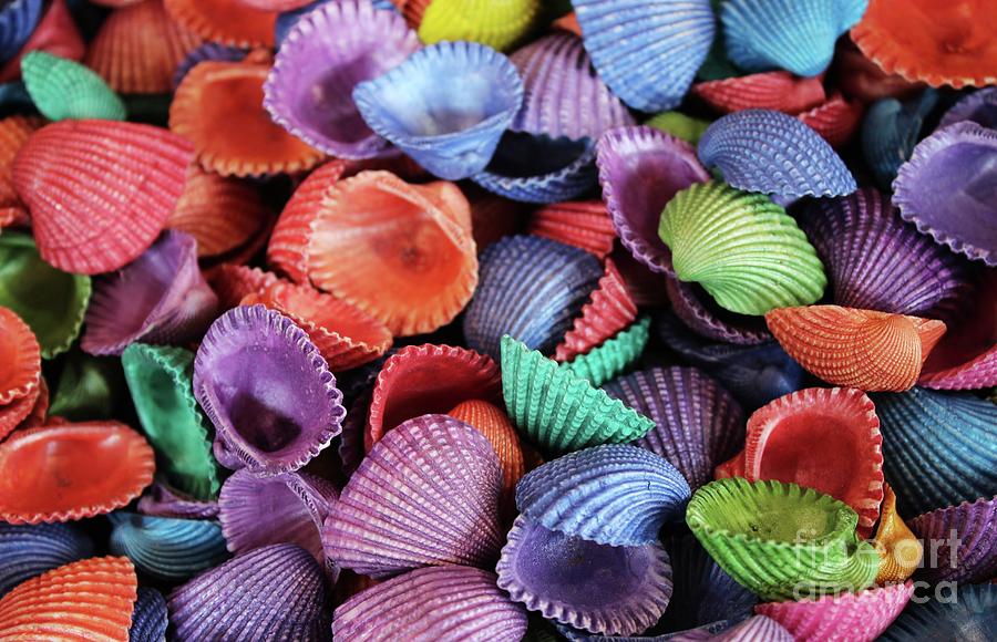 Colors Photograph - Colored Sea Shells by Paulette Thomas