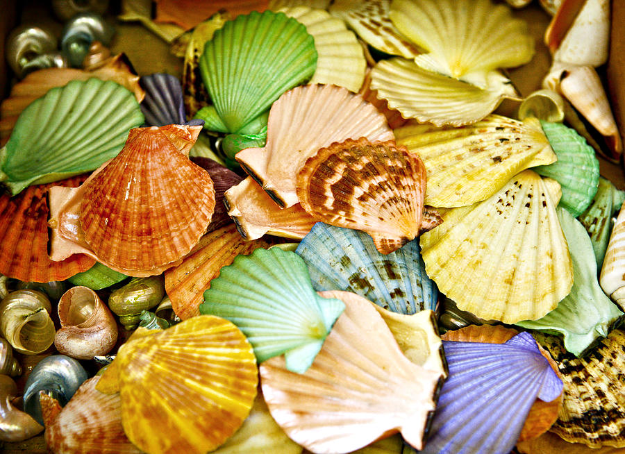 Colored Shells Photograph By Marilyn Hunt Fine Art America