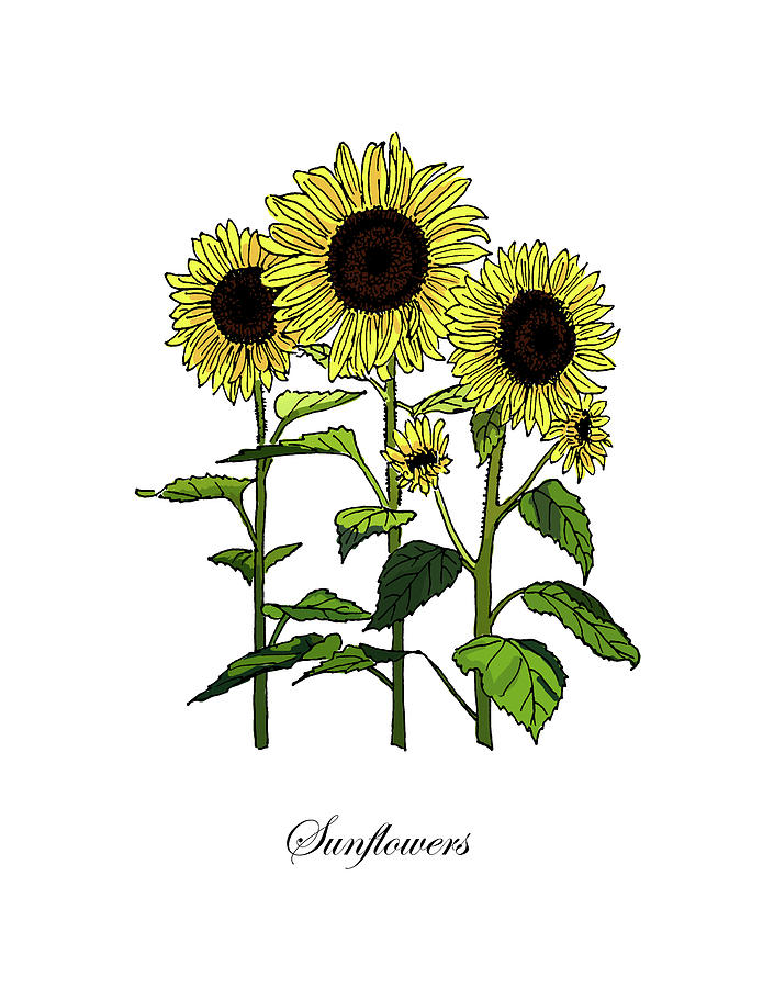 Colored Sunflowers. Botanical Mixed Media