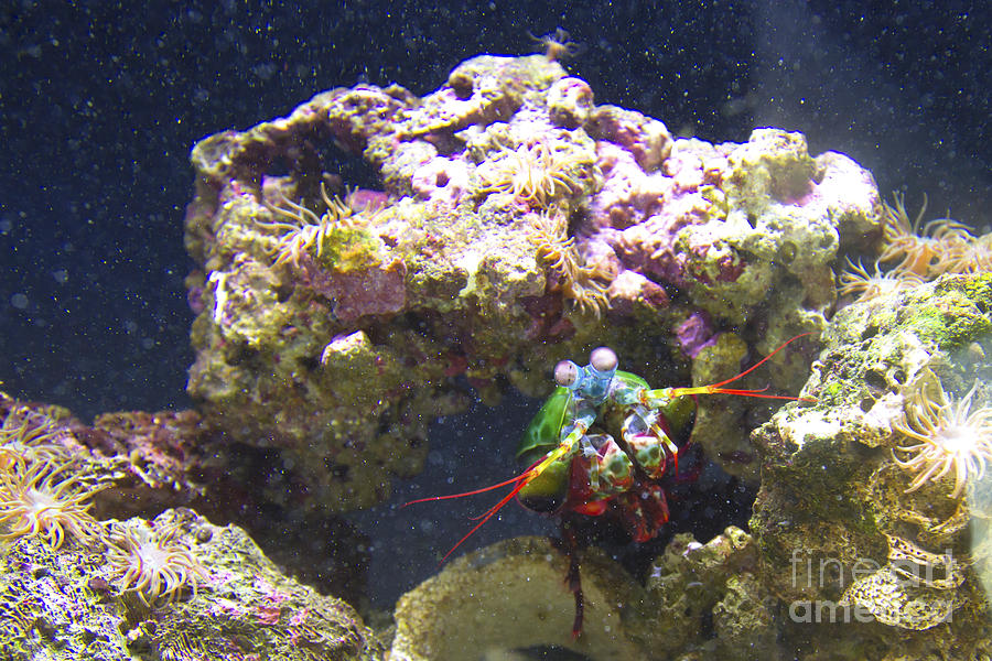 Colored Underwater Creature Photograph by Karen Foley