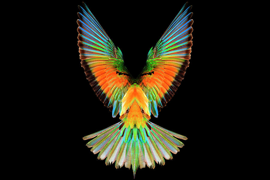 Colored Wings Of A Bird Of Paradise On A Black Background Photograph by  Kostyantyn Pazyuk - Fine Art America