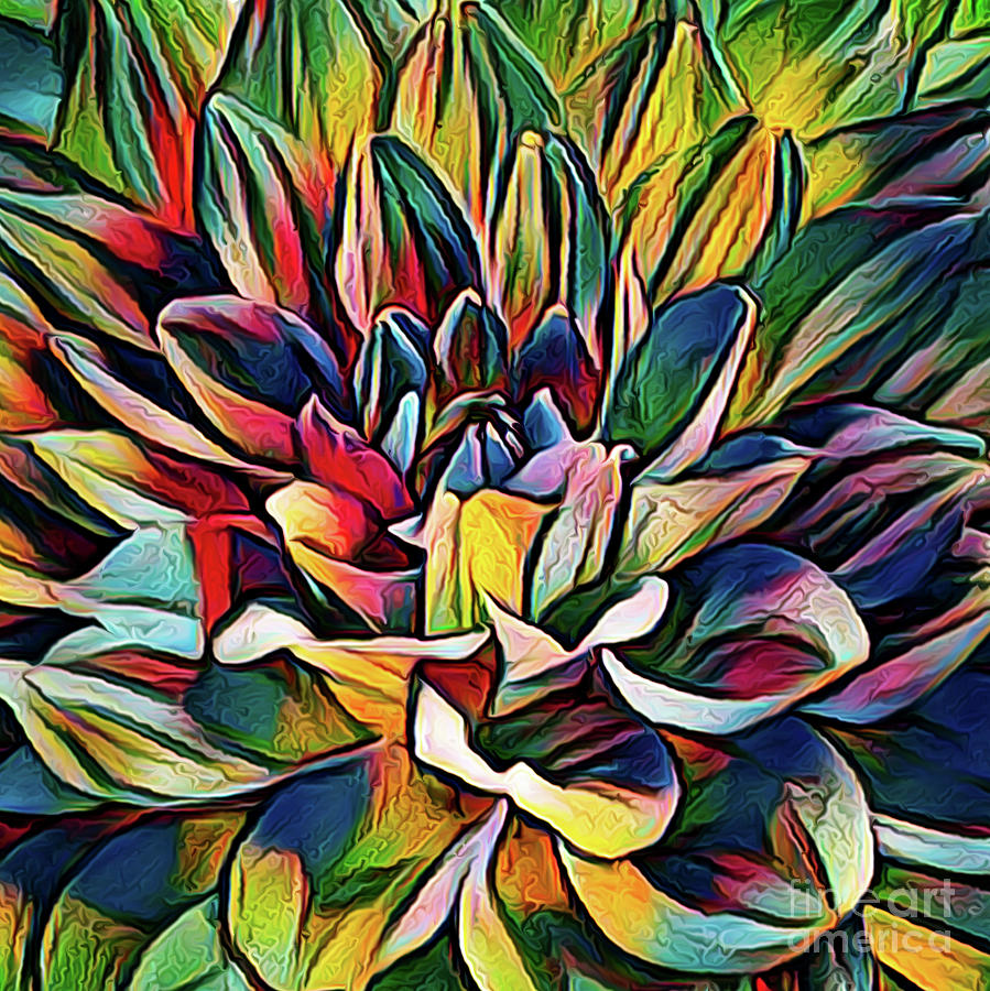Colorful Abstract Dahlia Photograph