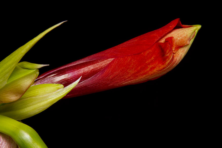 Colorful Amaryllis about to Bloom Photograph by James BO Insogna