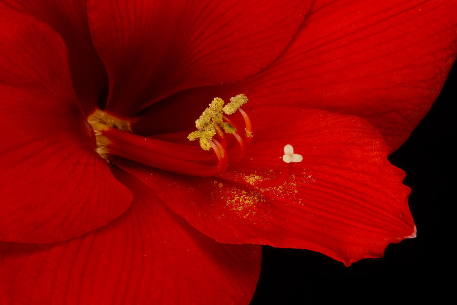 Colorful Amaryllis Bloom Photograph by James BO Insogna
