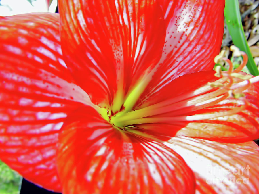Lily Photograph - Colorful Amaryllis by D Hackett
