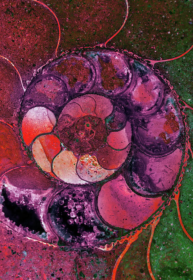Colorful ammonite shell Photograph by Jaroslaw Blaminsky