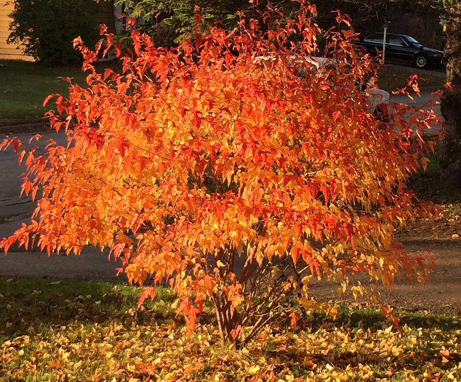 Colorful Amur Maple Photograph by Linda Olcott - Fine Art America