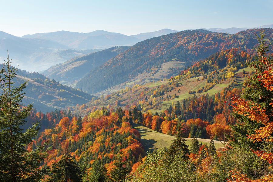 Colorful And Bright Autumn Forest Photograph by Serhii Kucher - Fine ...