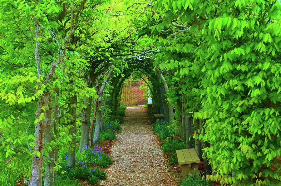 Colorful and Plush Tree Tunnel Photograph by Nancy Jenkins - Fine Art ...