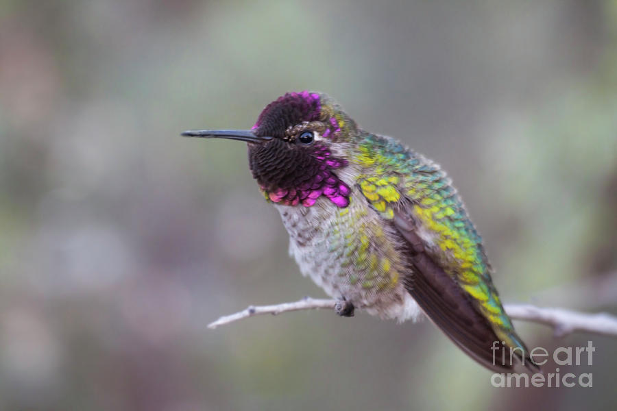Colorful Annas Hummingbird Photograph by Ruth Jolly